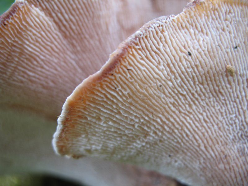 2009 Marais de la Voise 29